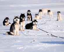 Hundeschlittentouren mit Huskies